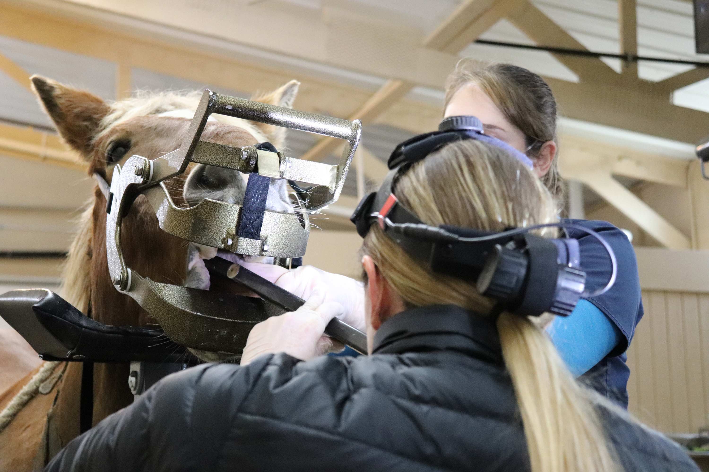 Trainee executing an equine dental