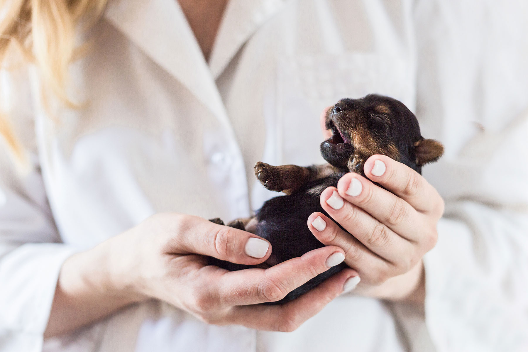 puppy suffering from shaken puppy syndrome