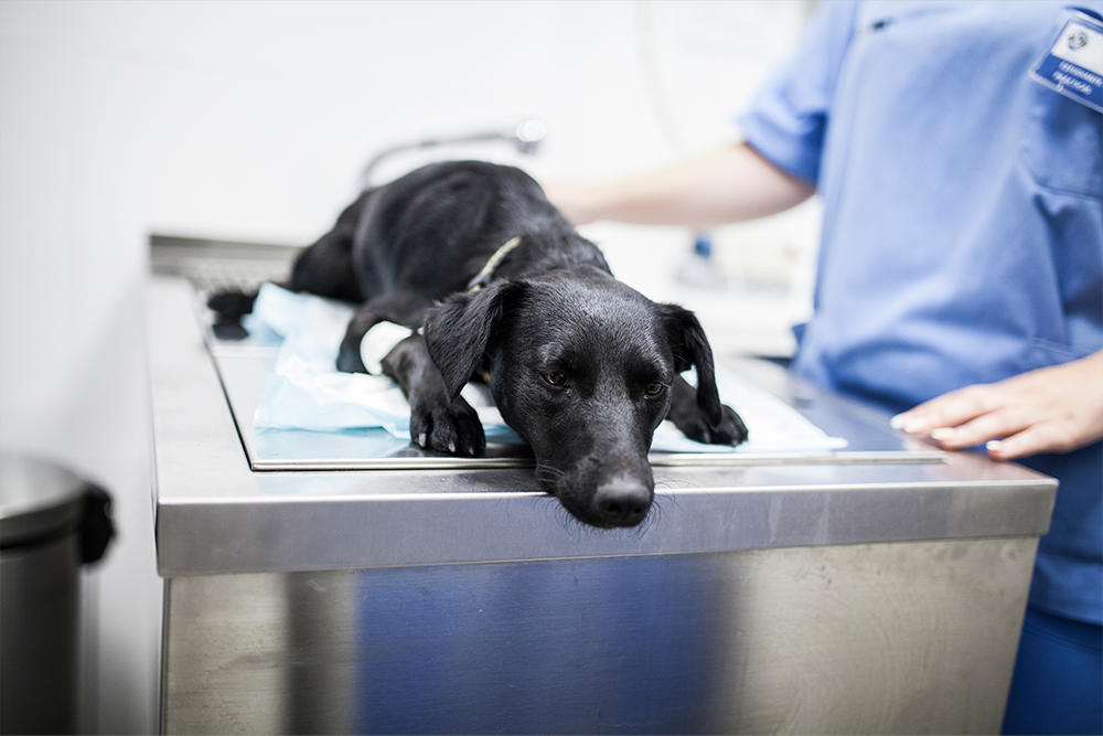 dog endoscope procedure